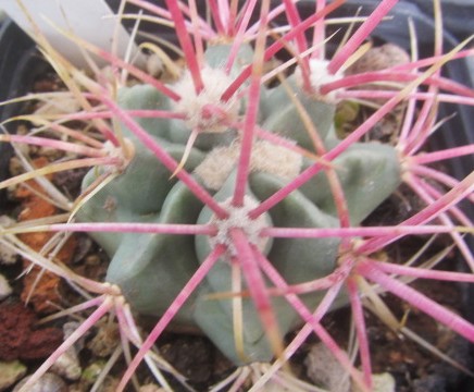 Echinocactus <br>polycephalus xeranthemoides