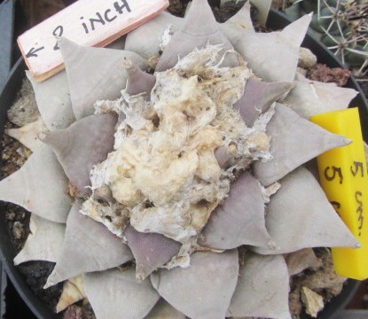 Ariocarpus retusus furfuraces