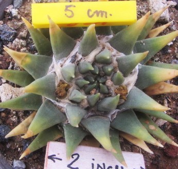 Ariocarpus trigonus