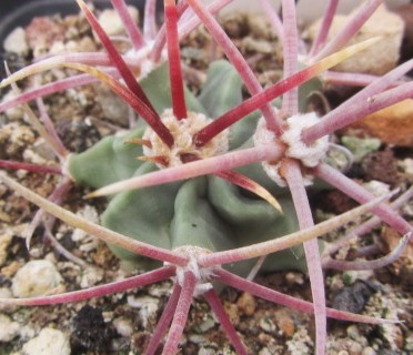 Echinocactus parryi