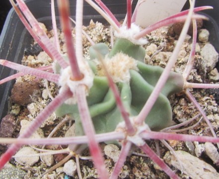 Echinocactus <br>parryi