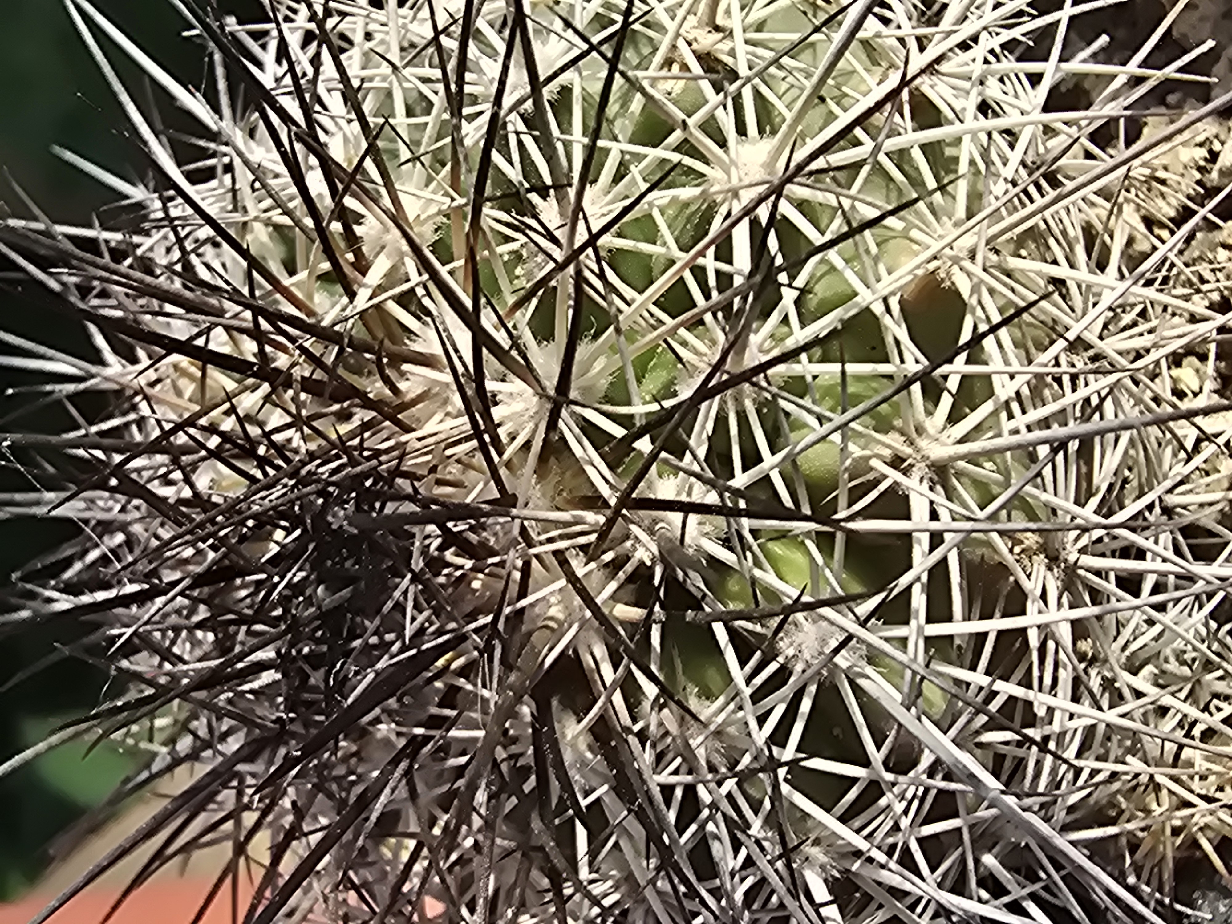 Turbinicarpus horripilus
