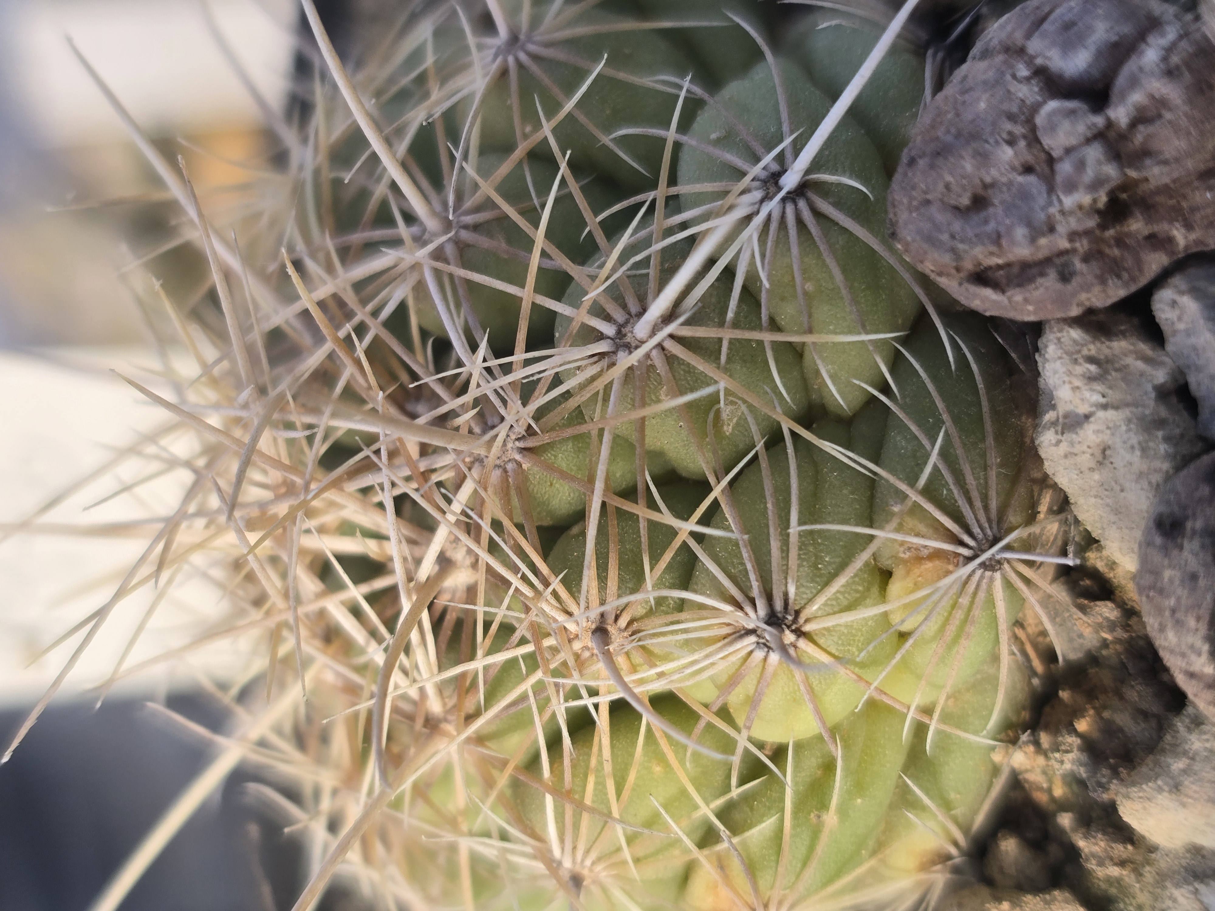 Thelocactus <br>bicolor albiflorus