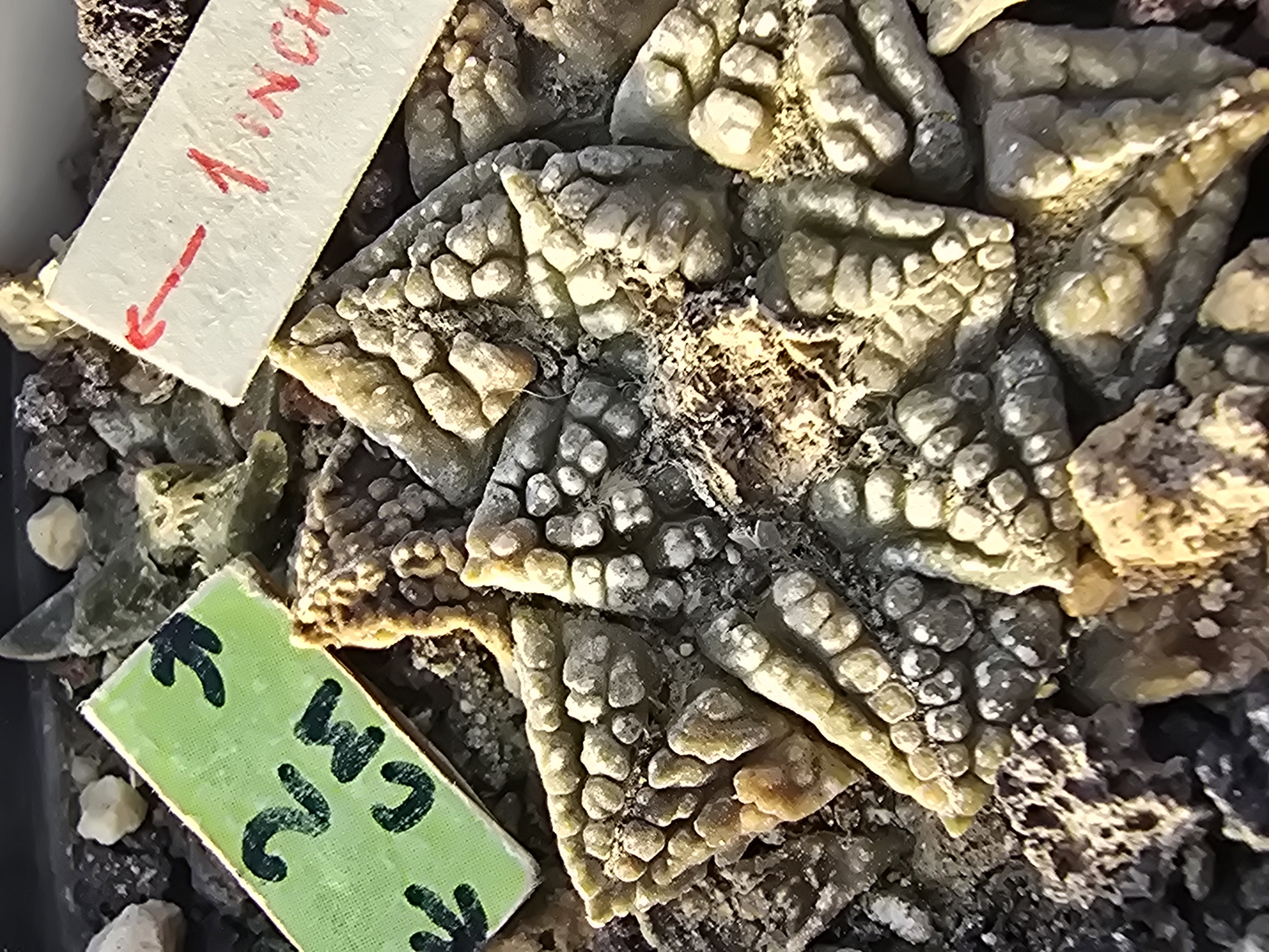 Ariocarpus fissuratus fma