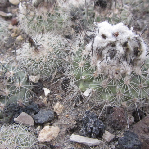 Turbinicarpus <br>saueri (gymnocactus)