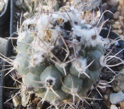 Turbinicarpus <br>lophophoroides