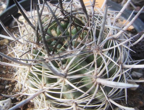Eriosyce coimasensis robusta