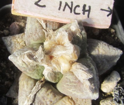 Ariocarpus cv f2 lloydii x furfuraceus