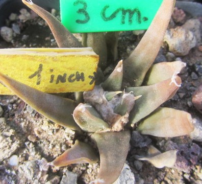 Ariocarpus confusus 