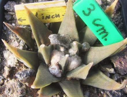 Ariocarpus <br>confusus 
