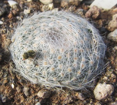 Mammillaria <br>lenta