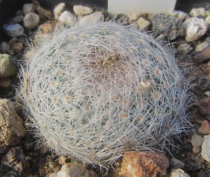 Mammillaria <br>lenta