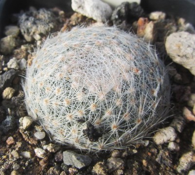 Mammillaria <br>lenta
