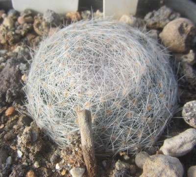 Mammillaria <br>lenta