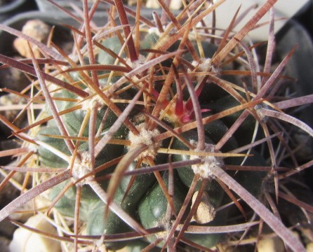 Ferocactus <br>fordii fma