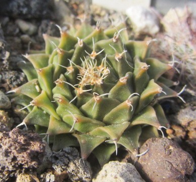 Obregonia <br>denegri