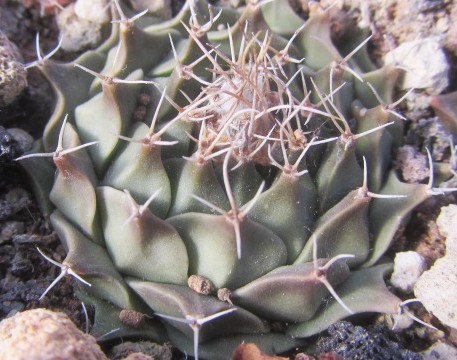Obregonia denegri