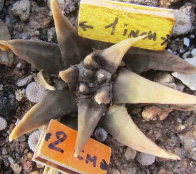 Ariocarpus confusus