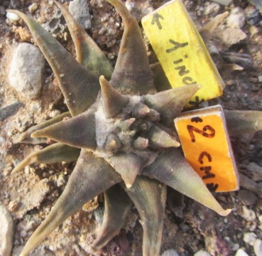 Ariocarpus confusus