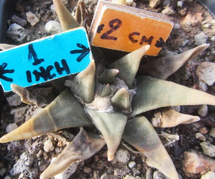 Ariocarpus confusus