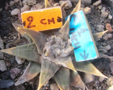 Ariocarpus confusus