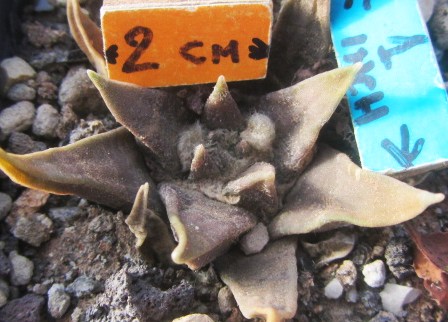 Ariocarpus confusus