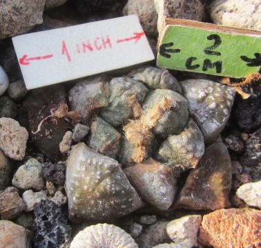 Ariocarpus fissuratus lloydii