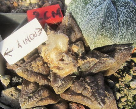 Ariocarpus fissuratus major