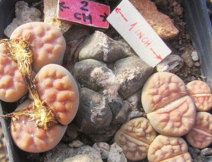 Ariocarpus <br>fissuratus lloydii