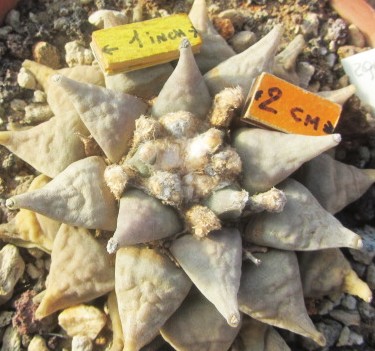 Ariocarpus retusus furfuraces