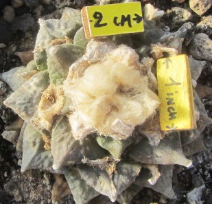 Ariocarpus cv f1 furfuraceus x fissuratus