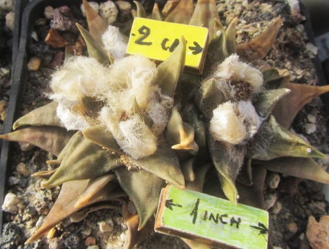 Ariocarpus <br>confusus
