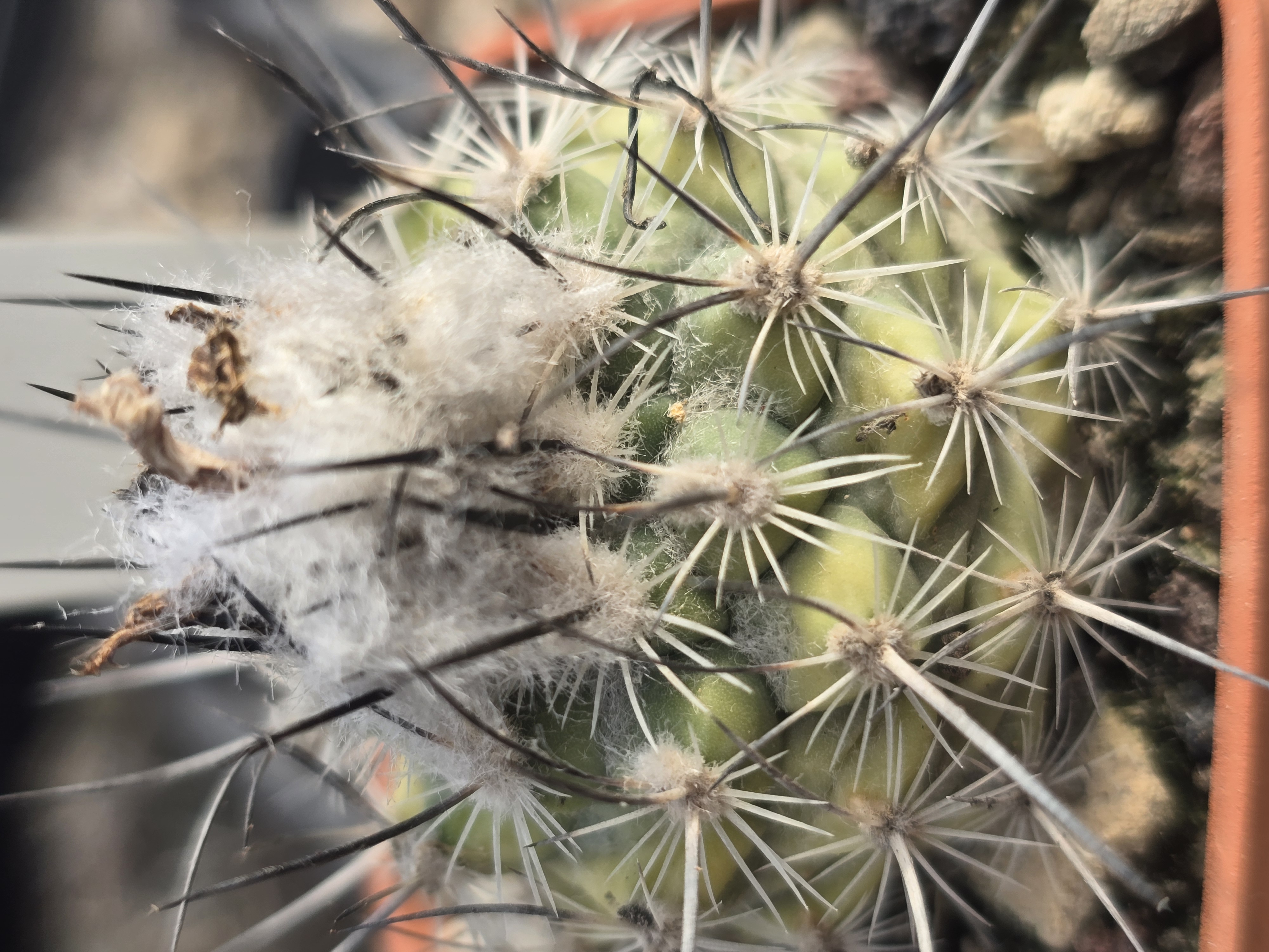 Turbinicarpus cv hybrid sp 