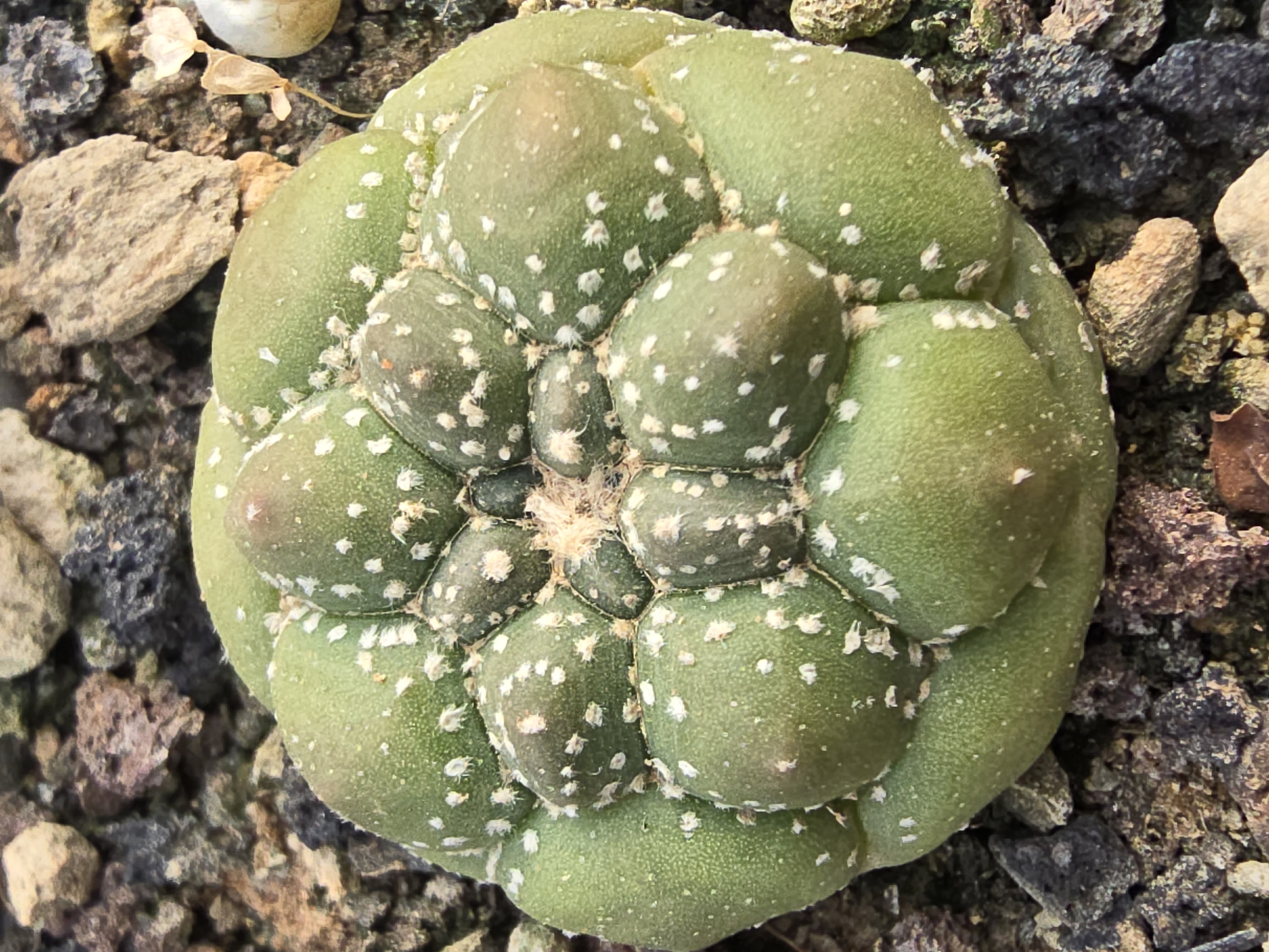 Astrophytum asterias kikko turtle variegato