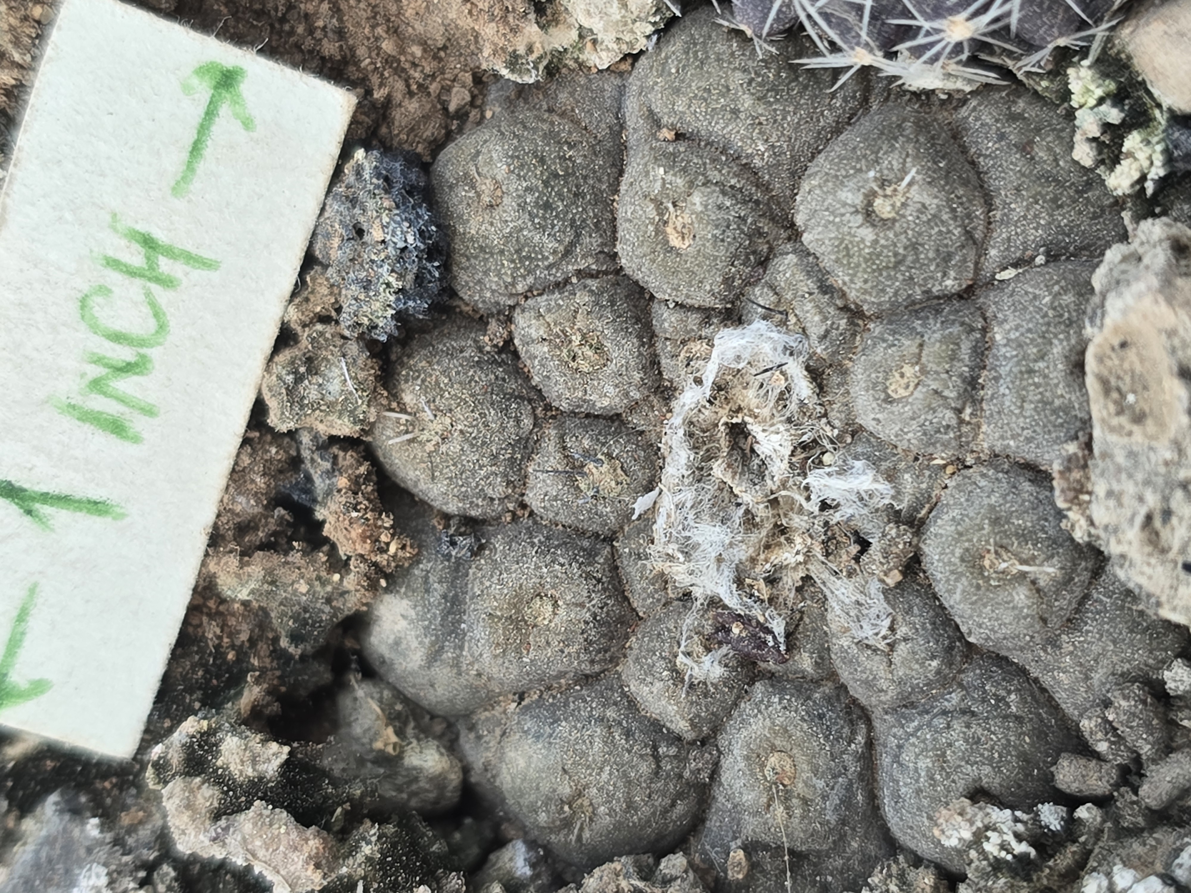 Copiapoa <br>hypogaea