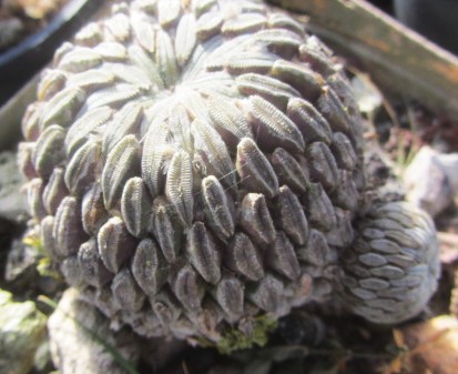 Pelecyphora <br>aselliformis