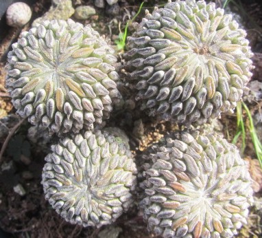Pelecyphora <br>aselliformis