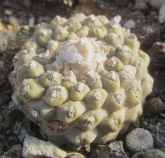 Copiapoa <br>tenuissima mostrosa clone d