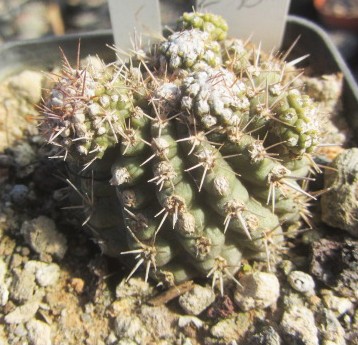 Copiapoa tenuissima mostrosa clone f