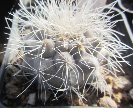 Copiapoa <br>scopulina