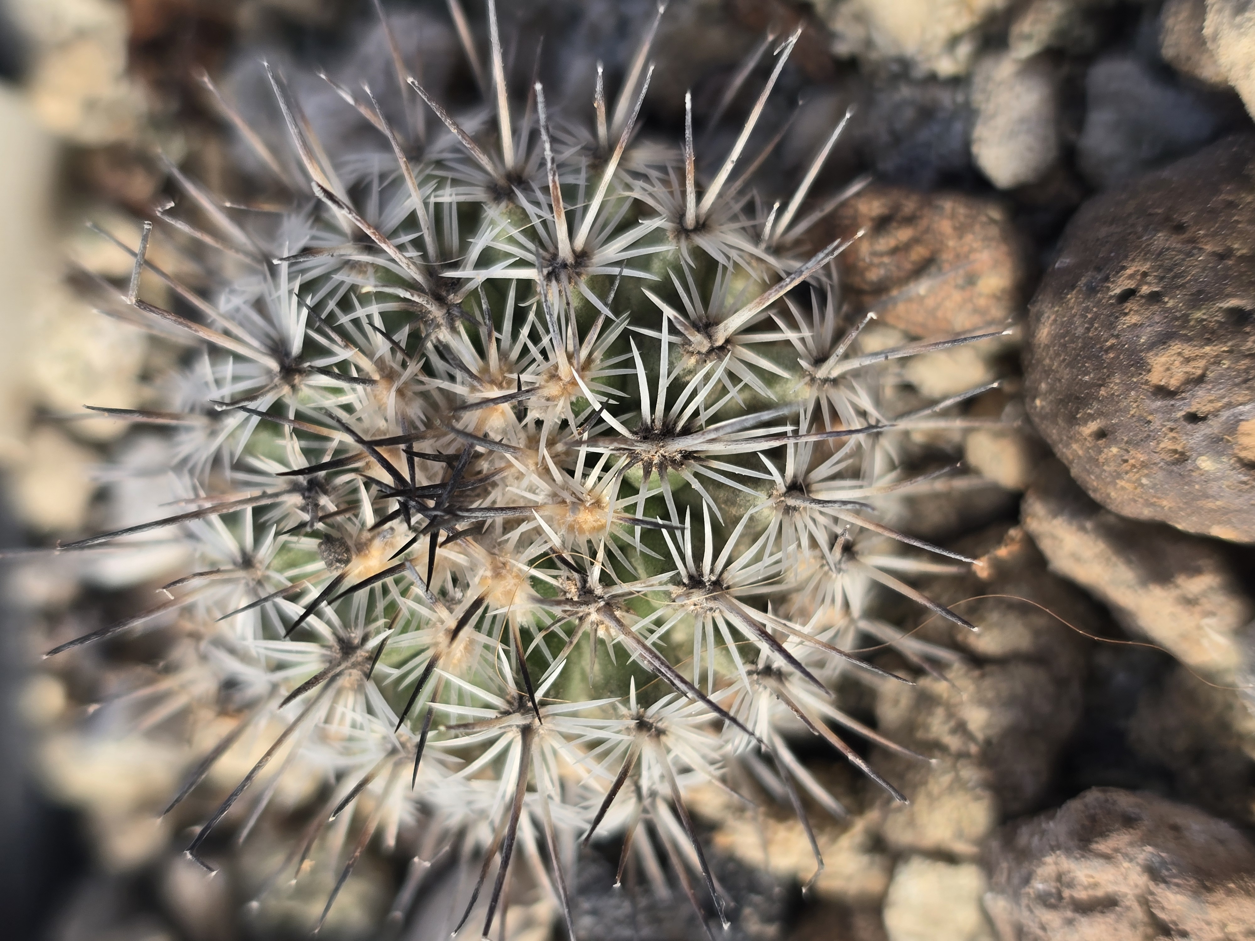 Turbinicarpus <br>mandragora