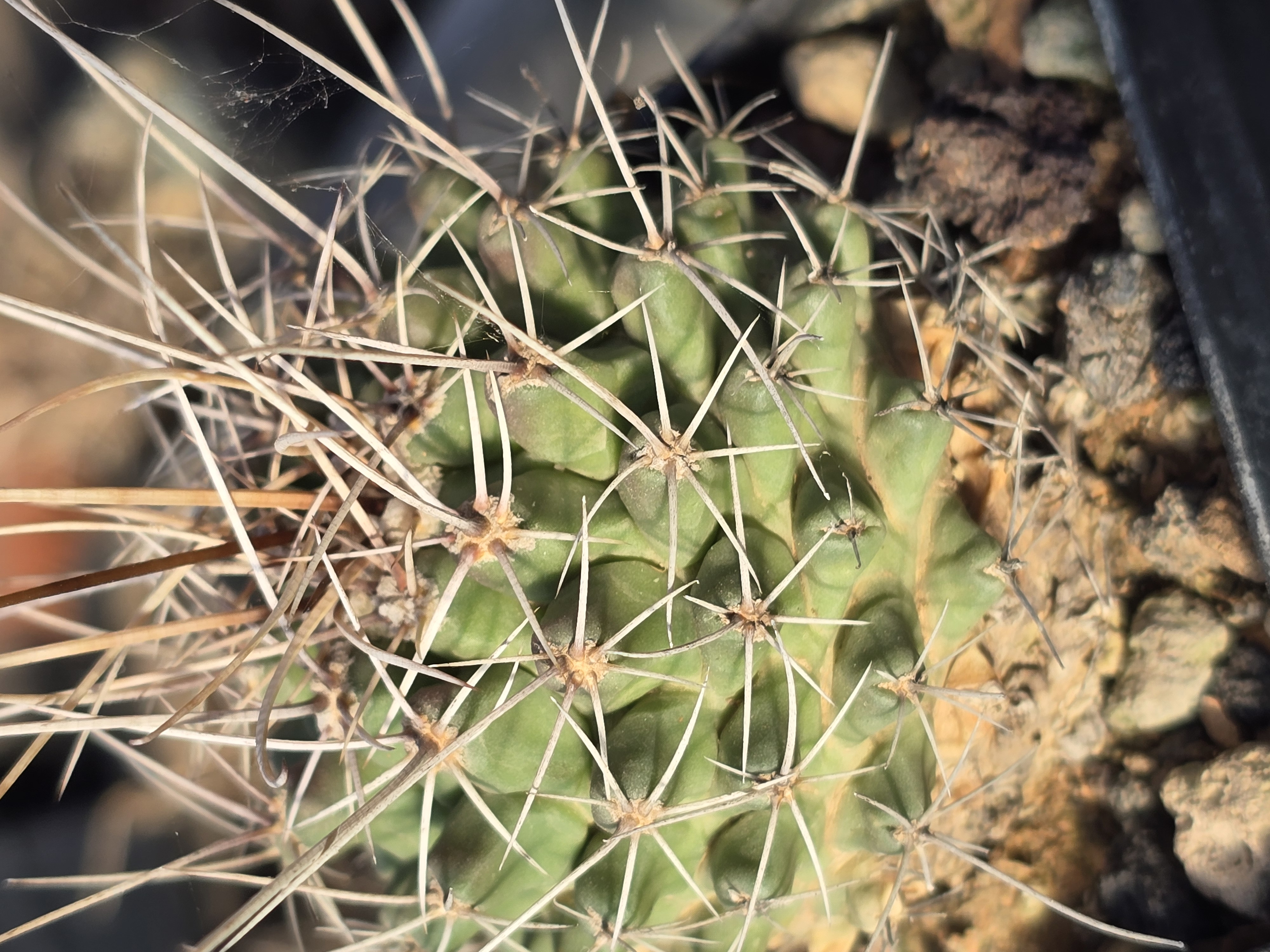 Thelocactus freudenbergeri form