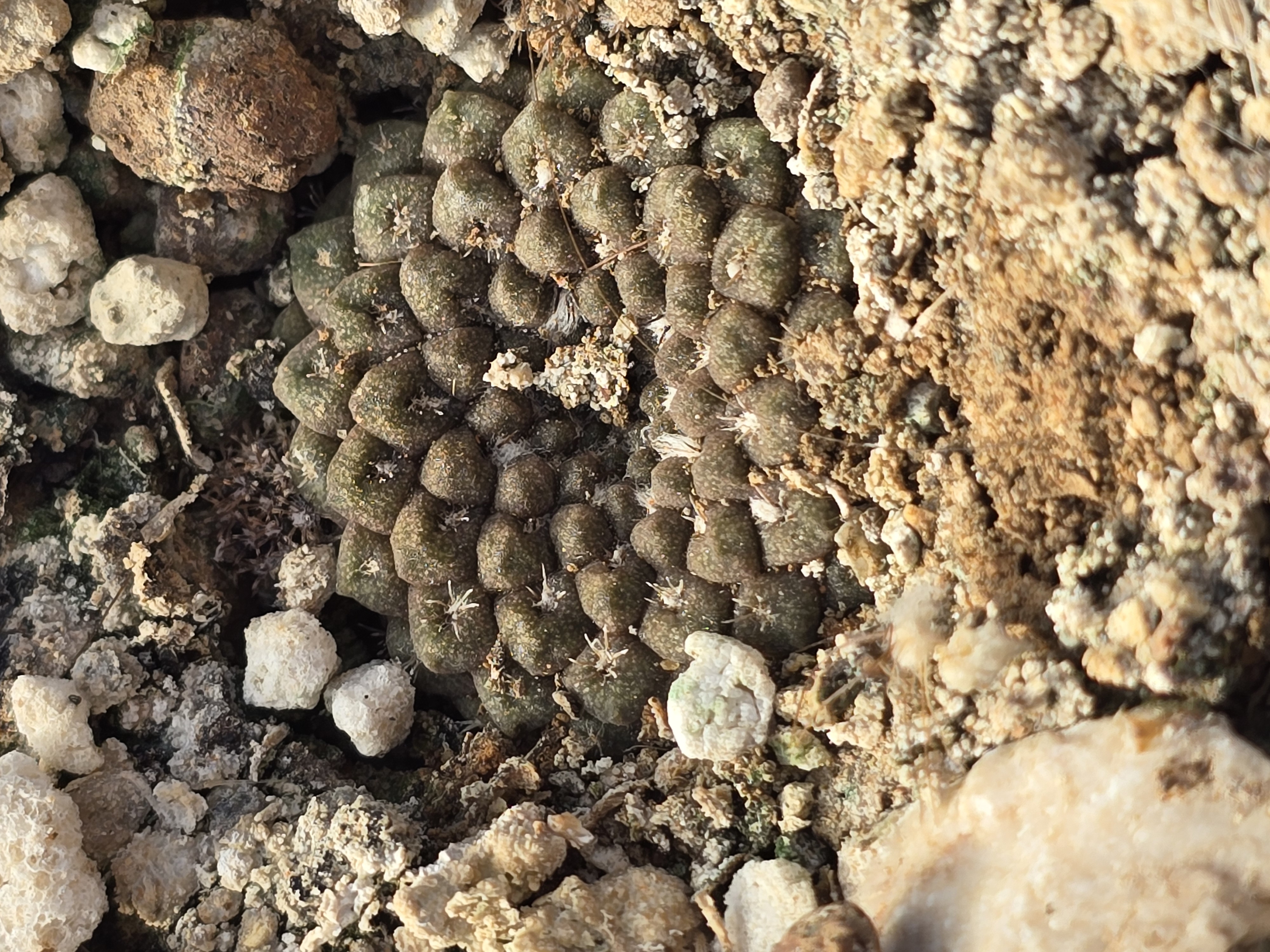 Thelocephala <br>esmeraldana 