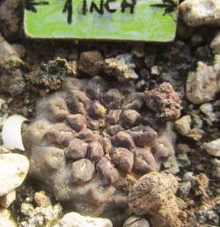 Thelocephala <br>occulta