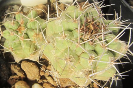 Matucana <br>paucicostata senilis