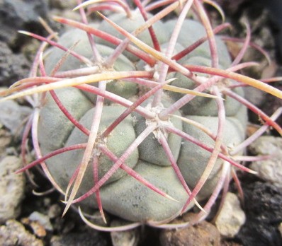 Thelocactus <br>hexaedrophorus lloydii