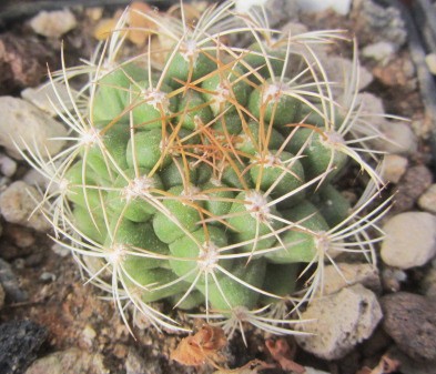 Matucana <br>breviflora ?