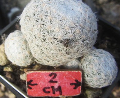 Mammillaria <br>humboldtii