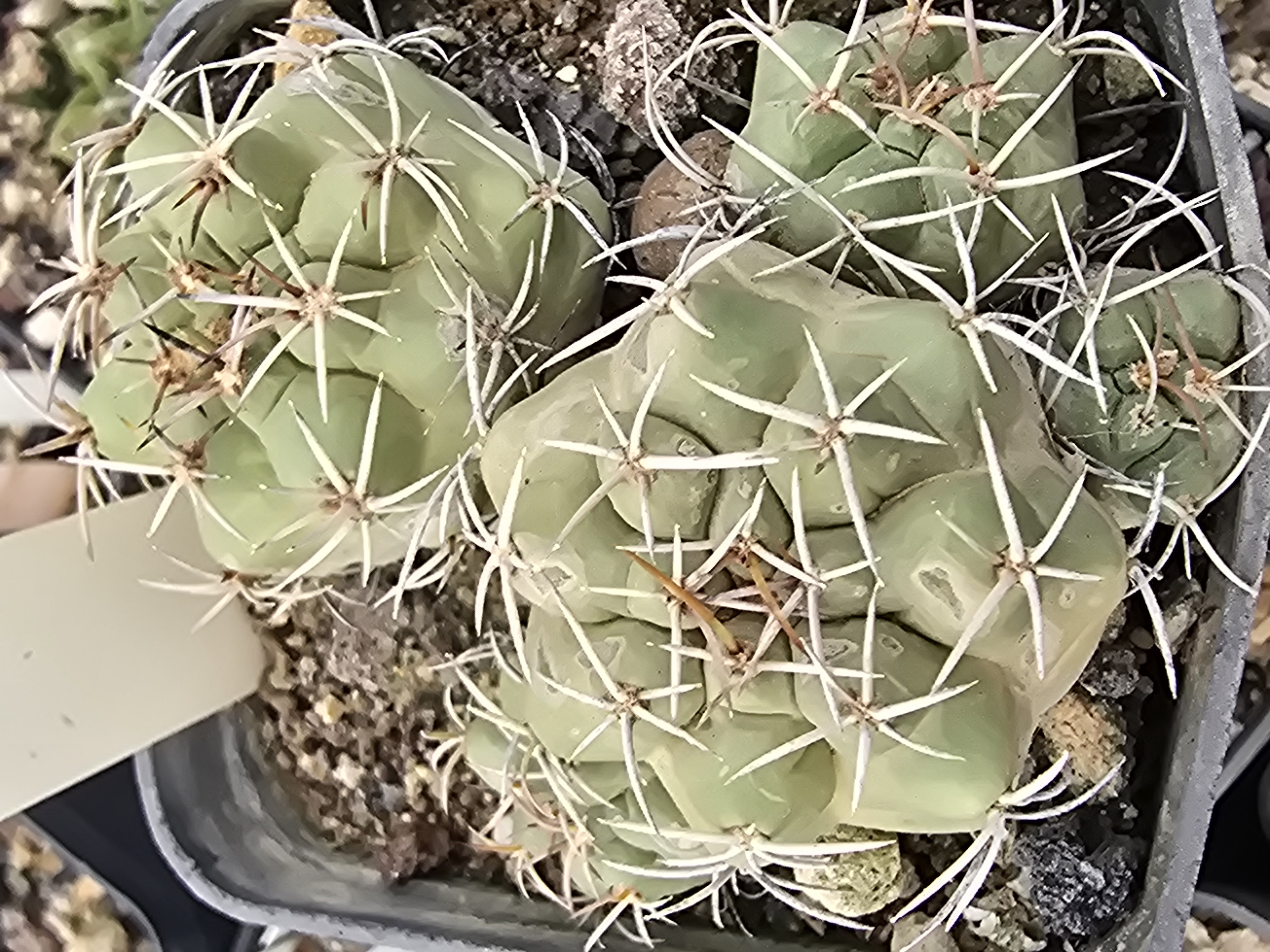 Matucana <br>paucicostata senilis