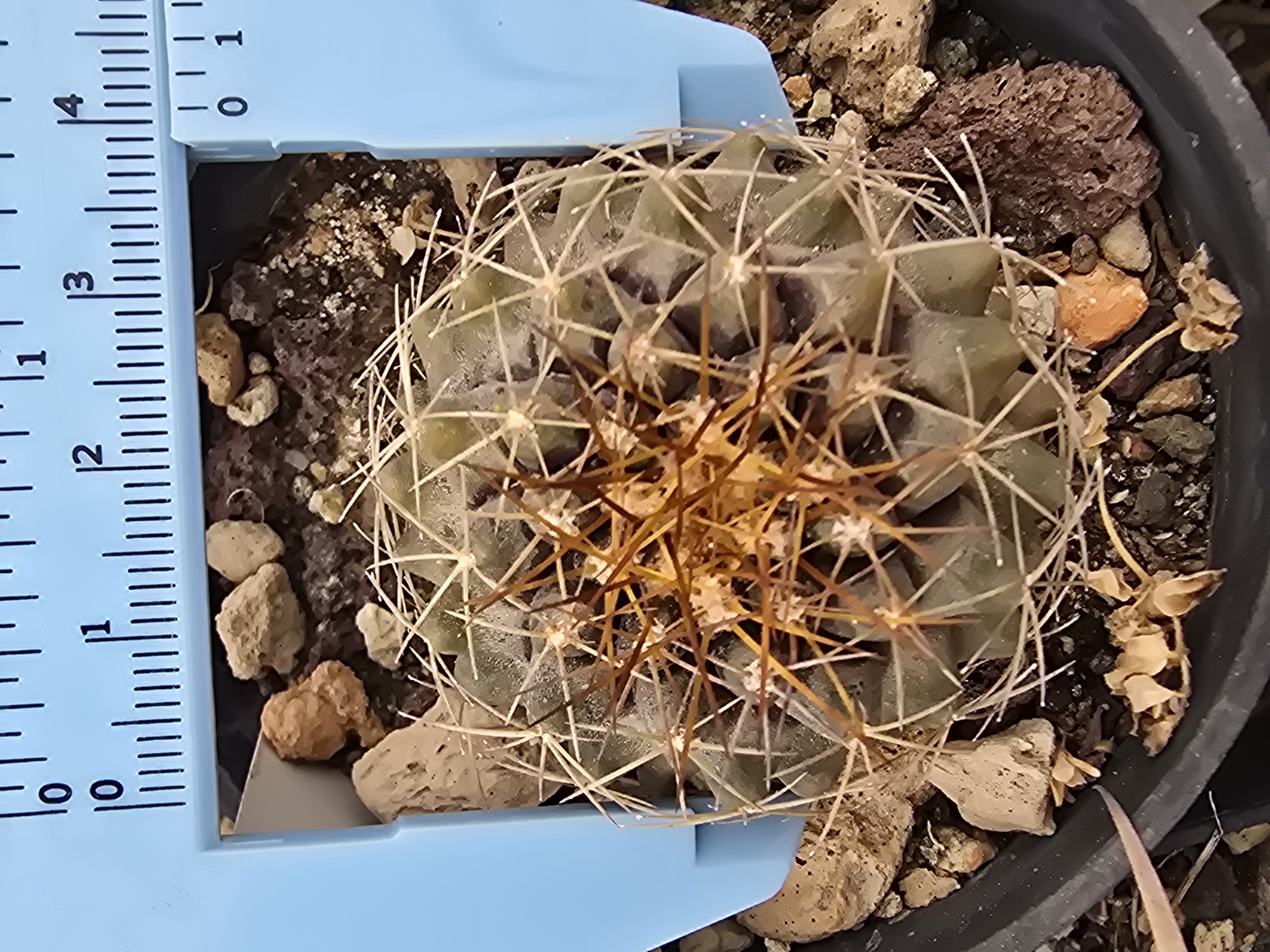 Copiapoa <br>cv hypogaea x taltalensis ?